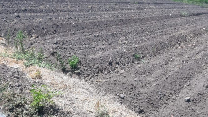 Ratusan hektar sawah terdampak pengerjaan proyek irigasi