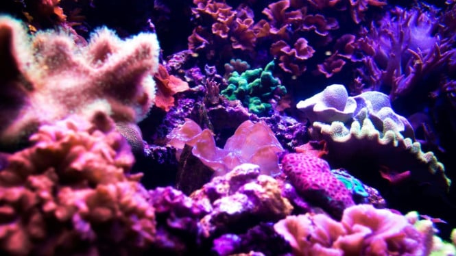 keindahan terumbu karang di bawah laut
