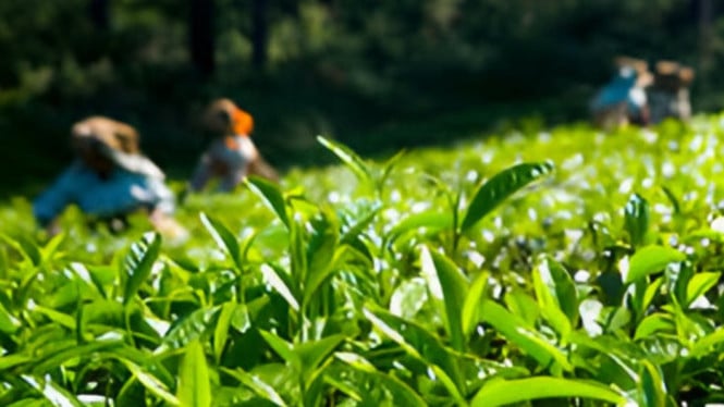 Keasrian wisata Kebun Teh Medini