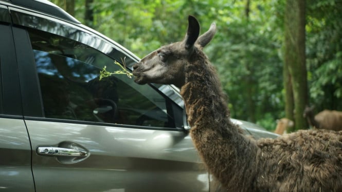 Ilustrasi Animal Feeding di Taman Safari Bogor