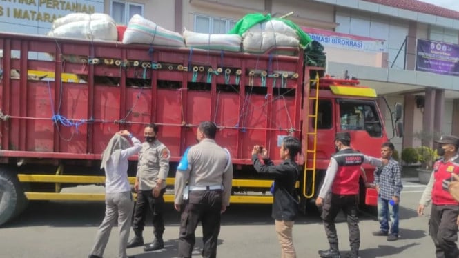 Petugas gabungan memeriksa truk angkut hewan ternak