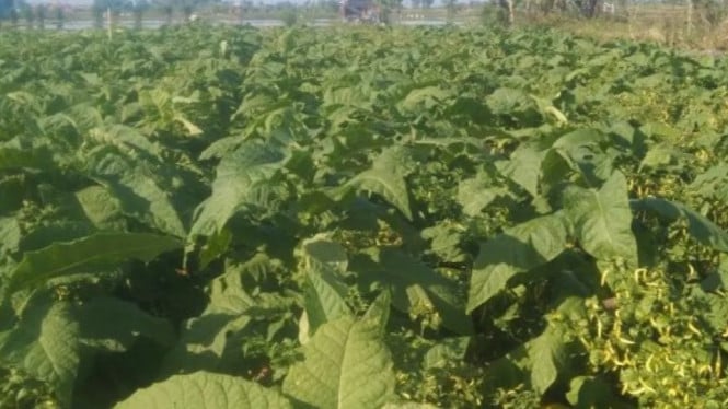 Potret Tembakau Siap Panen di Sukawati, Gianyar, Bali