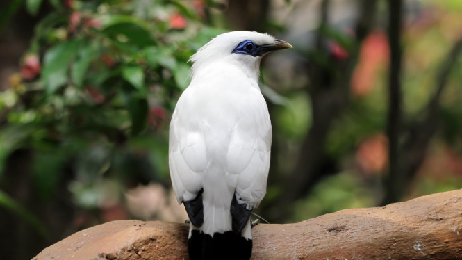 Jalak Bali Burung Langka