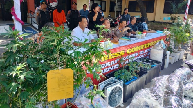 Polda Bali Sita Tanaman Ganja Milik 2 WNA