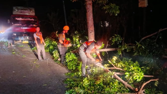Evakuasi pohon tumbang oleh BPBD Jembrana