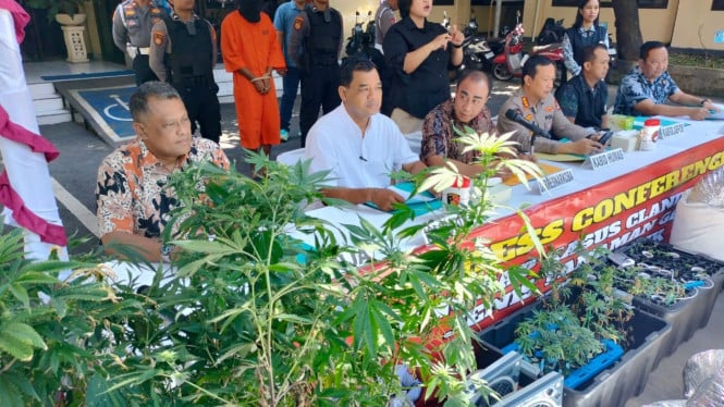 Barang Bukti Tanaman Ganja Milik Pasutri WNA yang Disita Polisi