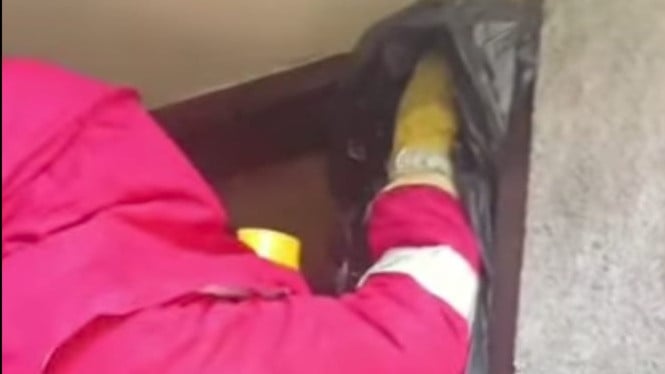 Tim Damkar Badung evakuasi sarang lebah