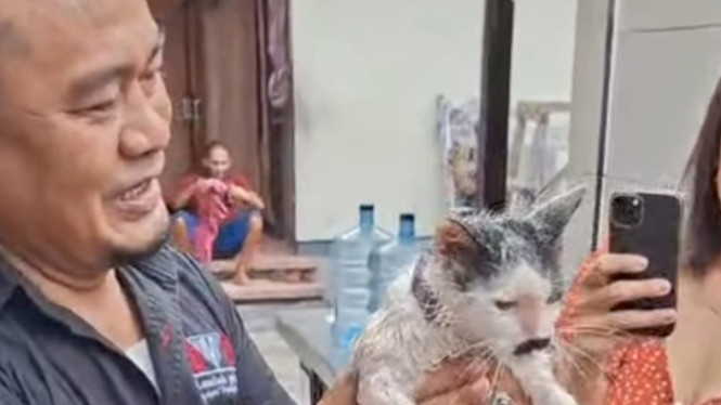 Damkar Badung evakuasi kucing