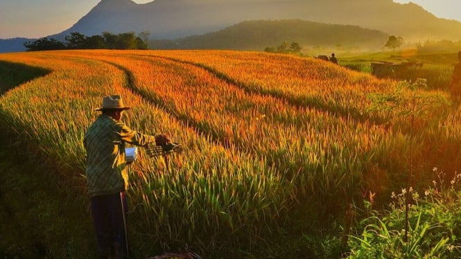 Ilustrasi tradisi panen Methil (Metik Padi) oleh para petani.