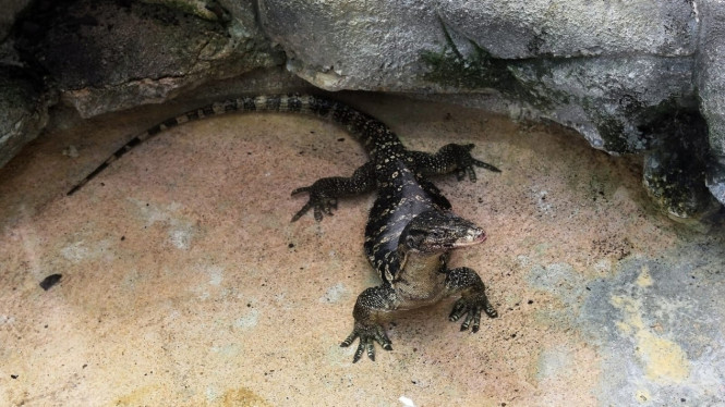 Varanus Salvator, terjaga di bumi Tinjil