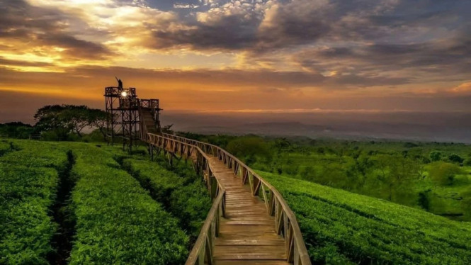 Bukit Kuneer Malang terlihat seperti negeri diatas awan