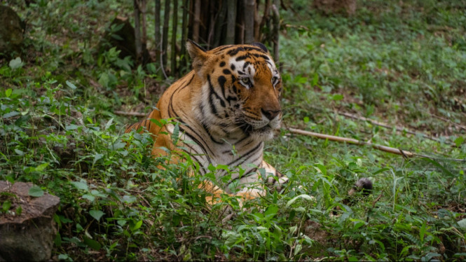 Orang minang menyebut Harimau dengan sebutan Inyiak Balang.