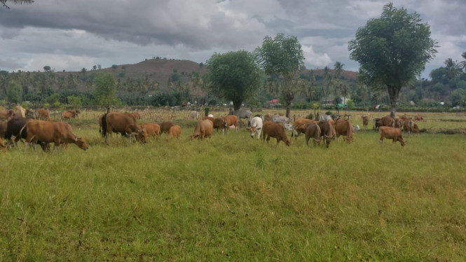 Ternak Sapi di lahan warga