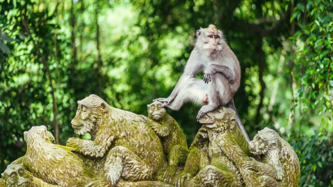 acred Monkey Forest Sanctuary di Ubud, Bali