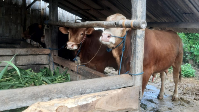 Penggemukan sapi Bumdes Bengkak