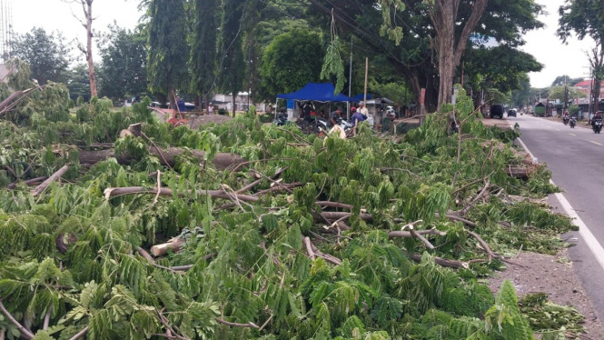 3 Pohon perindang ditebang depan KDMP Bajulmati