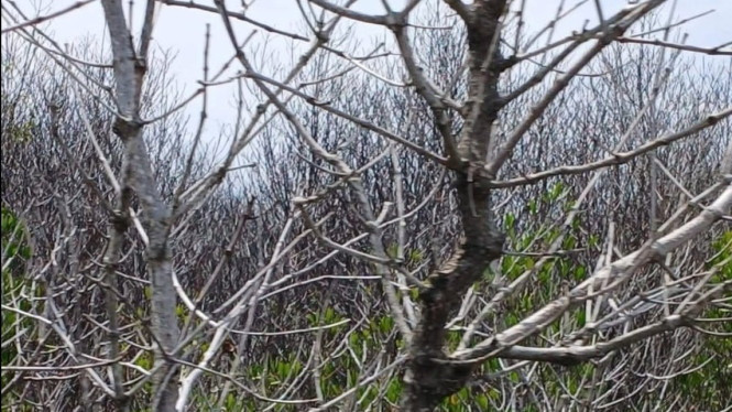 Penampakan Ratusan Mangrove yang Mati di Kawasan Pelindo, Benoa