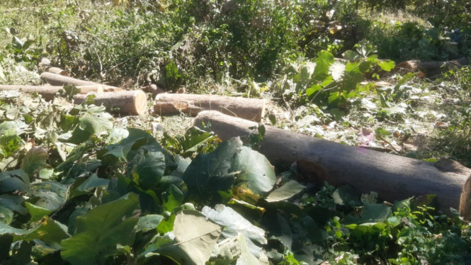 Belasan Batang kayu jati ditebang di lokasi KDMP Watukebo, Wongsorejo, Banyuwangi, Jawa Timur