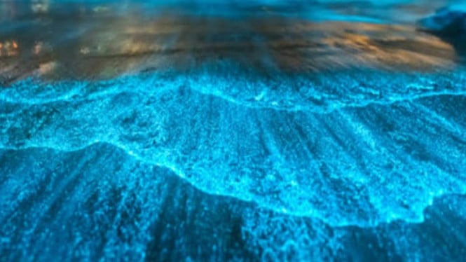 Fenomena Bioluminesensi, Pantai yang Menyala Biru di Malam Hari