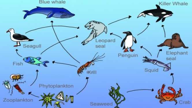 Mengenal Plankton Lewat Night Diving di Derawan