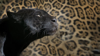 Macan Tutul Serang Warga yang Lagi Berkebun di Sumedang