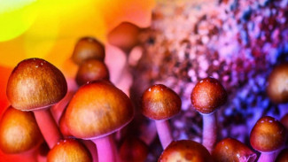 Ilmuwan Uji Coba Magic Mushroom Bisa Redakan Gejala Depresi Akut