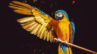 Ternyata Ini Manfaat Main Burung Bagi Kesehatan Mental