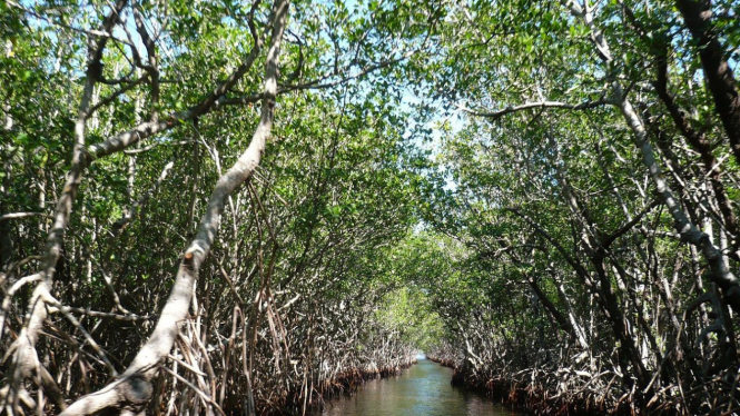 Ilustrasi hutan mangrove