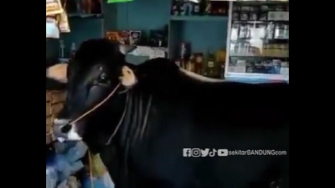 Tangkap layar video sapi lepas di Bandung