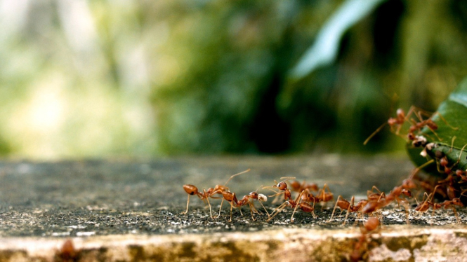 Ilustrasi semut