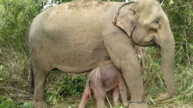 Induk Gajah Sumatera