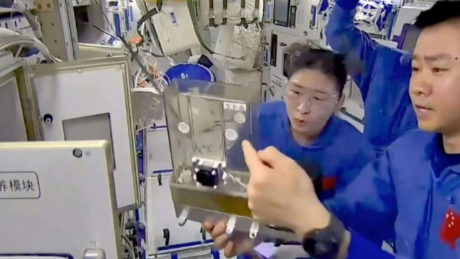 Astronot China Sukses Kembangkan Padi di Luar Angkasa.
