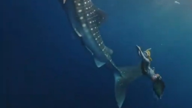 Ria Ricis berenang dengan ikan Hiu Paus