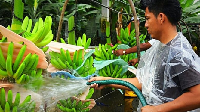 Petani Pisang