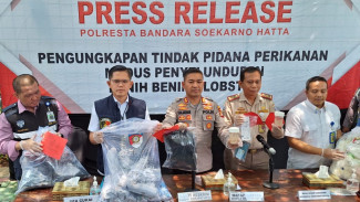 Dua Kurir Ditangkap Usai Bawa Koper Berisi Benih Lobster Senilai Rp11 Miliar di Bandara Soetta
