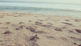 Ramai Dikunjungi Wisatawan Mancanegara, Pantai di Sukabumi Ini Tawarkan Fenomena Penetasan Penyu