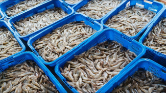 Ekspor Udang Indonesia Pernah di Baned Amerika dan Mexiko Karena Terpapar Virus