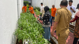 Napi Rutan Serang Panen Kangkung, Siap Kerjasama dengan Pihak Luar