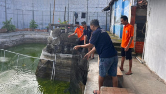 Tahanan Rutan Kelas IIB Kotabumi Jadi Petani, Panen Cabai dan Ikan untuk Ketahanan Pangan