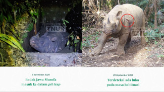 Badak Cula Satu Mati di Tempat Translokasi Ujung Kulon