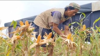 Jagung Hasil Tanam Gibran di Tangerang Dipanen, Disalurkan ke Bulog dan Pakan Ternak