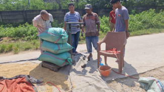 Dukung Swasembada Pangan, Bulog Lebak Pandeglang Jemput Bola Serap Gabah Petani