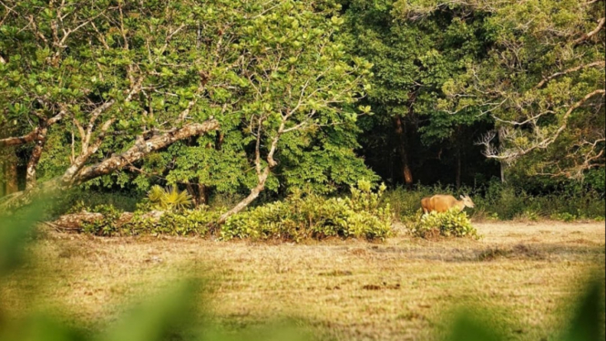 Semenanjung Ujung Kulon