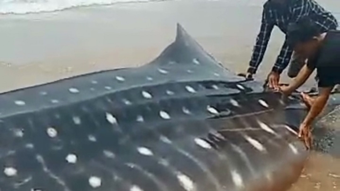 Hiu Tutul Berukuran 10 Meter Terdampar di Pantai Cibitung Pandeglang