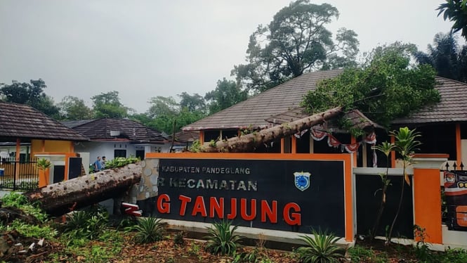 Dua Kantor Pemerintahan Rusak Tertimpa Pohon Tumbang