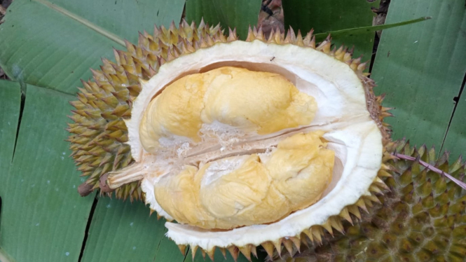 Kualitas Durian Jatohan Lokal Banten