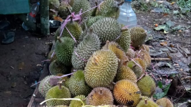 Tumpukan durian jatohan lokal Banten