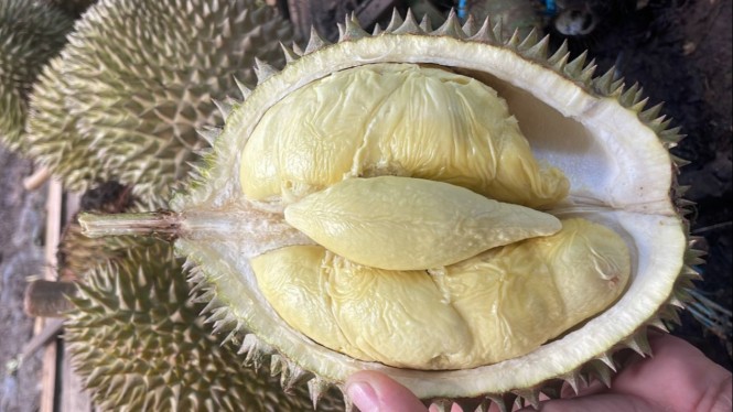 Kualitas Durian Lokal Jatuhan di Kampung Durian