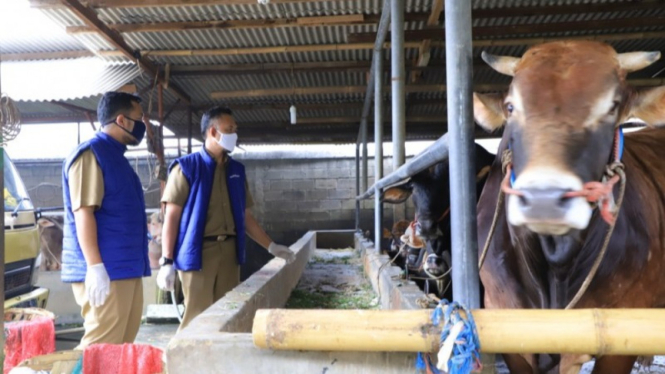 Petugas cek kondisi hewan kurban di kota tangerang