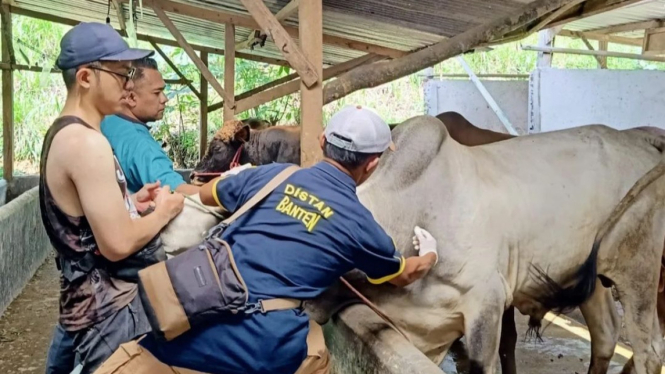 Vaksin dan Pemeriksaan Kesehatan Hewan Kurban